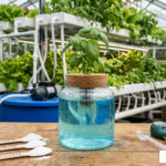 hydroponic nutrient solution diy